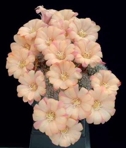 Rebutia_albiflora